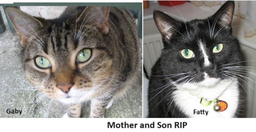 Natural healing medicine